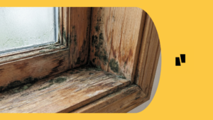 the dangers of wood rot